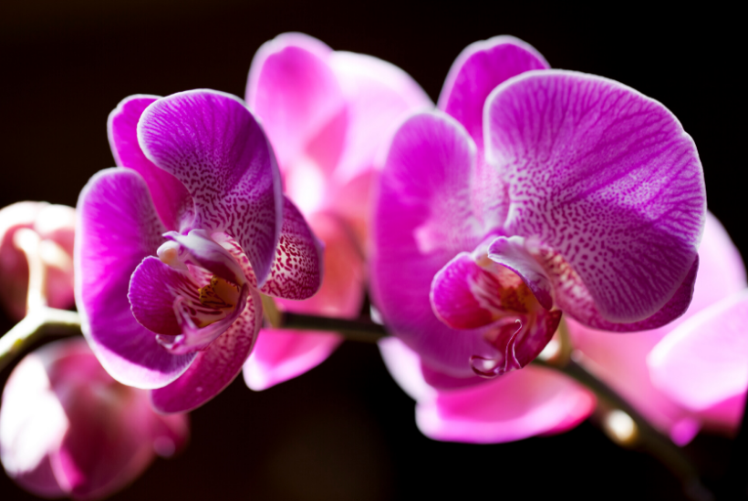 Orchid - Michelle Barringer