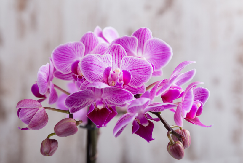 Orchid - Michelle Barringer