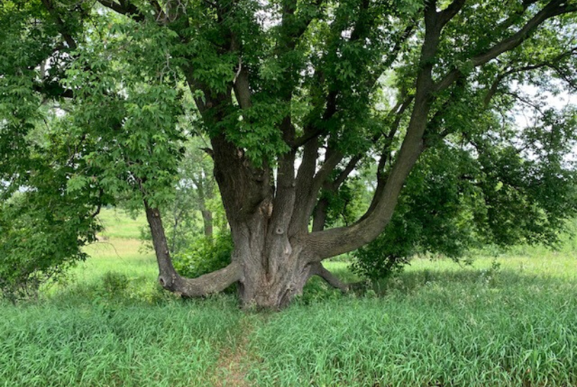 Mr. Chair Tree with big branches and lots of leaves sitting in a field of grass.