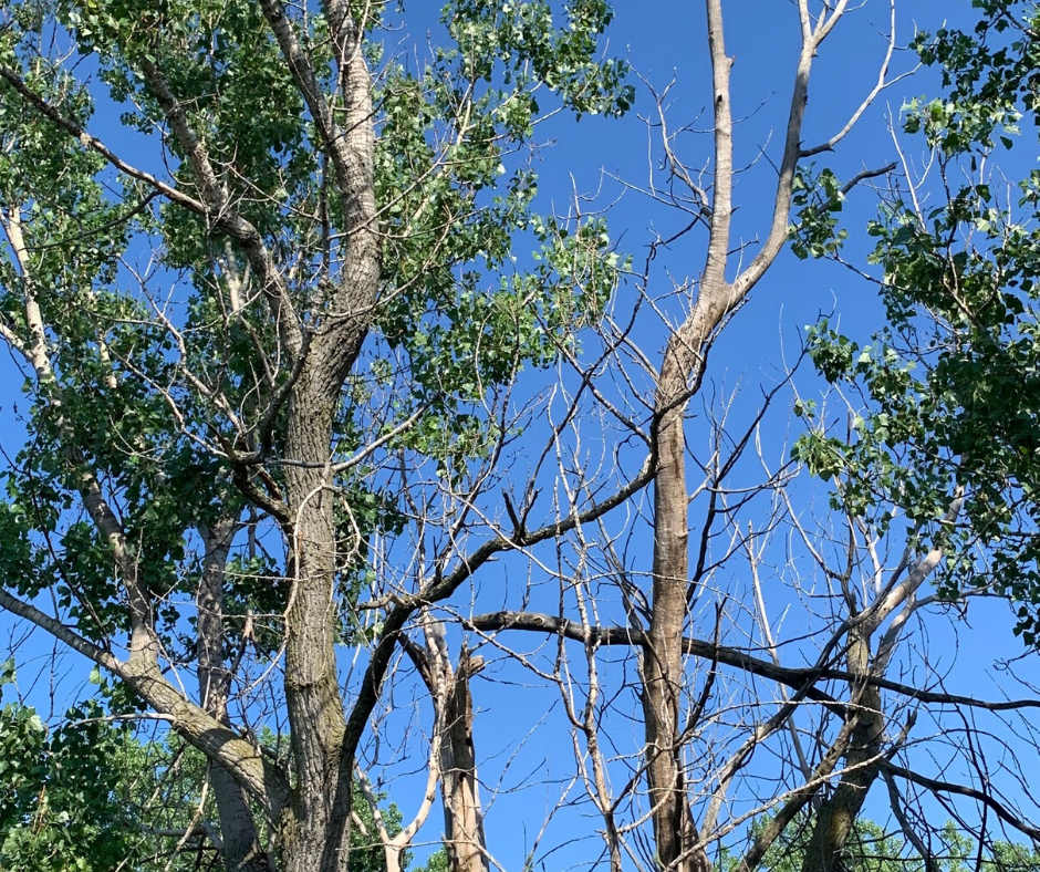 Tree with dead branches and some branches have a few green leaves.