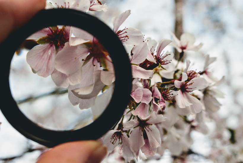 Magnifying glass focusing on orchids - Michelle Barringer