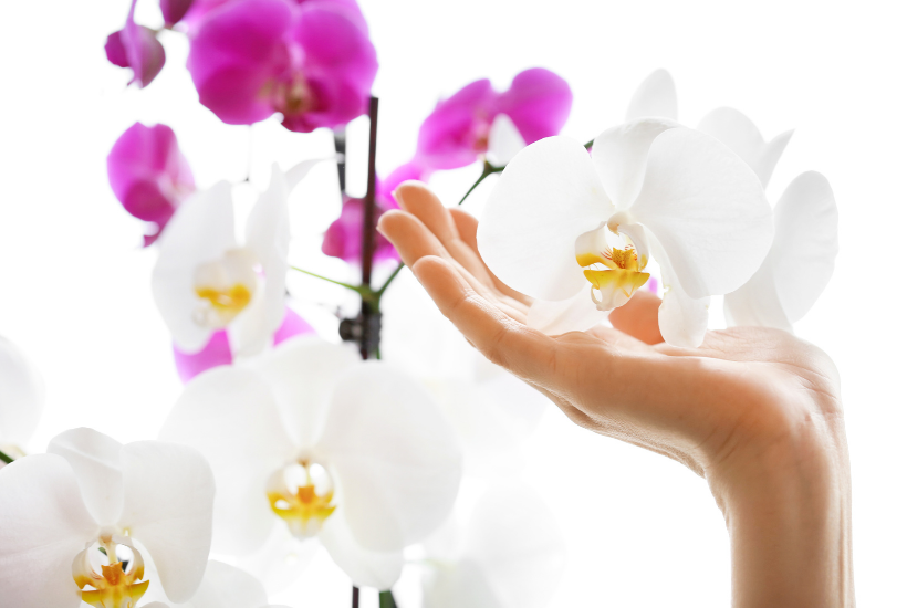 hand holding a white orchid- Michelle Barringer blog